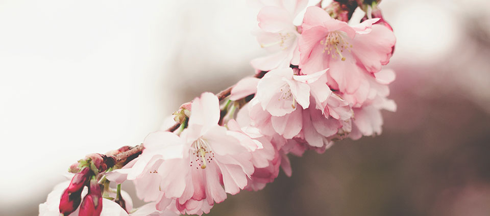 Dus rosa blomst