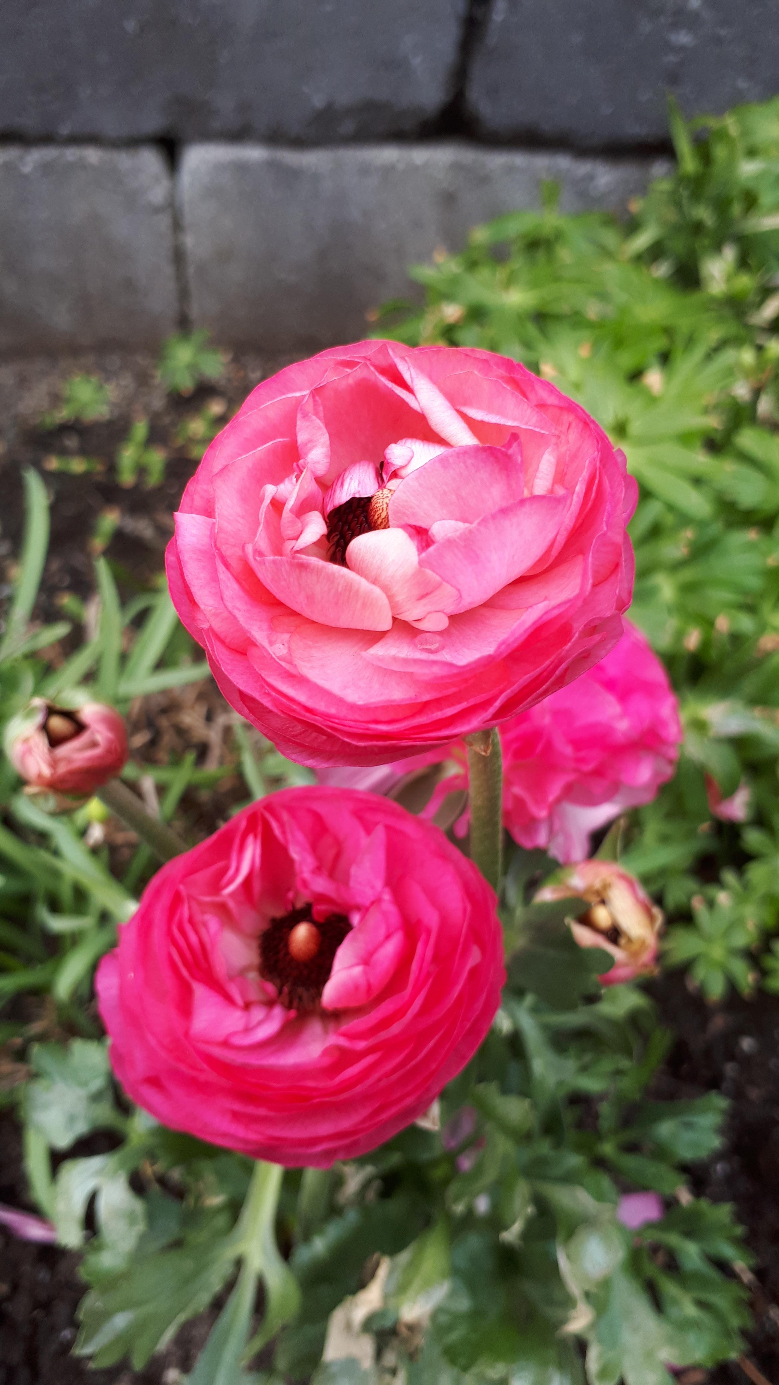 Ranunkel blomst