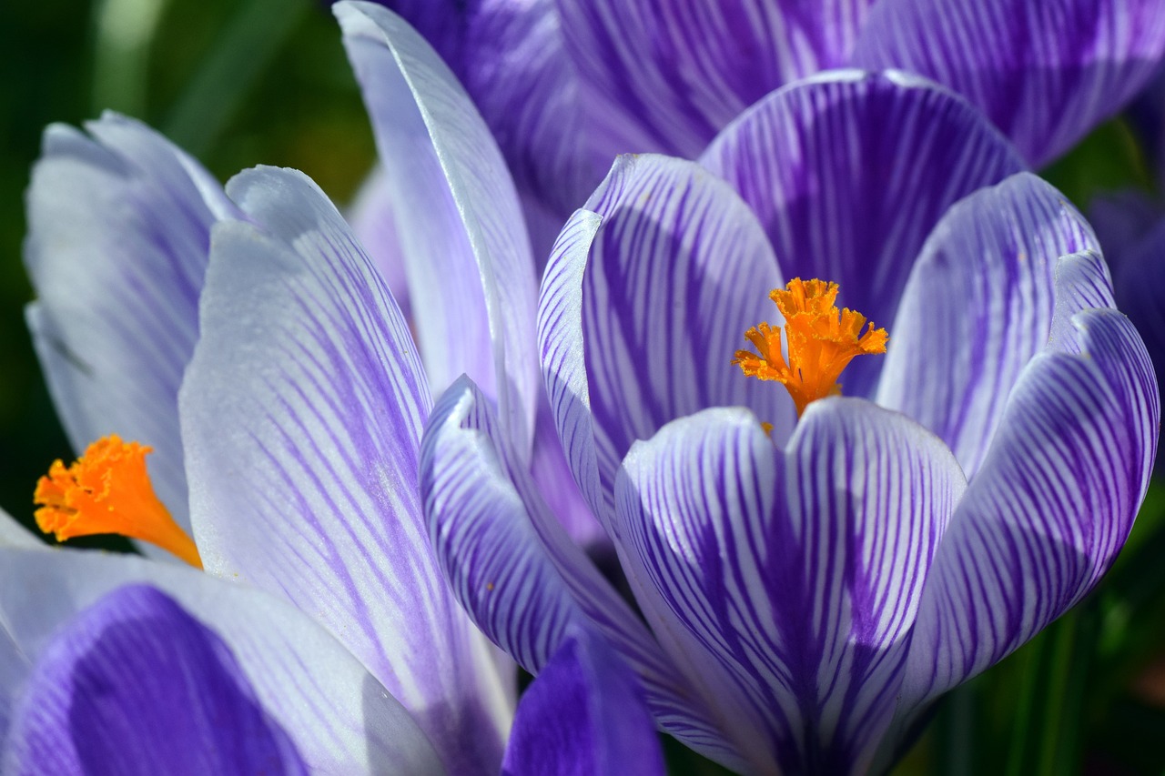 Krokus